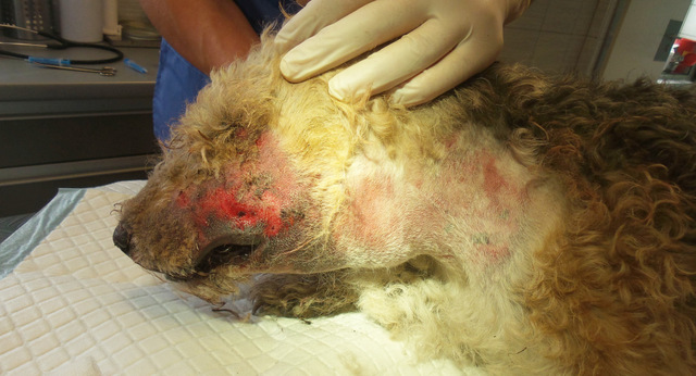 W lecznicy w Strzelinie stwierdzono na ciele psa liczne siniaki i kilkucentymetrowe dziury
