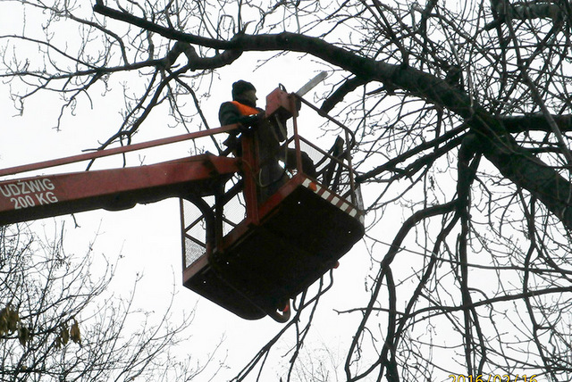 We wtorek, 16 lutego, pracownicy CUKiT przycinali suche gałęzie w parku Jordanowskim