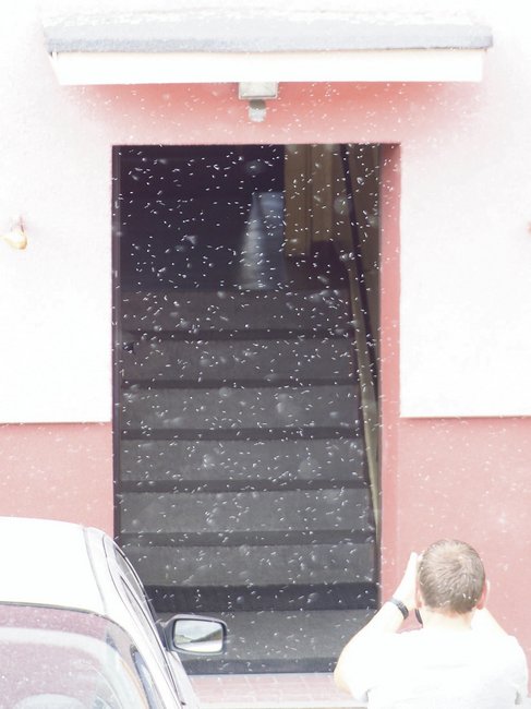Mączlik warzywny jest szkodnikiem ciepłolubnym. Zdjęcie zostało zrobione na podwórzu przy  ul. Mickiewicza w Strzelinie