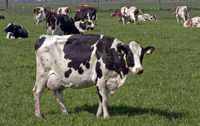W 1975 roku najwięcej bydła było w Cierpicach