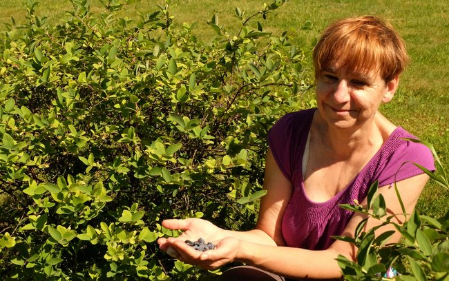 Autorka tekstu prezentuje owocujący krzew jagody kamczackiej