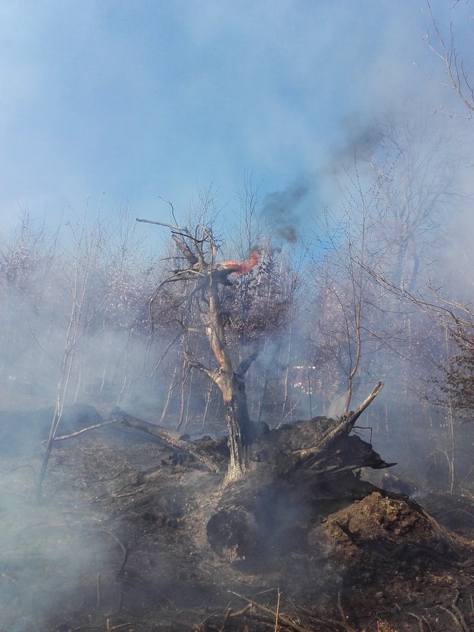 Płonąca ściółka leśna w lasach Wzgórz Strzelińskich. Foto: Piotr Bubniewicz