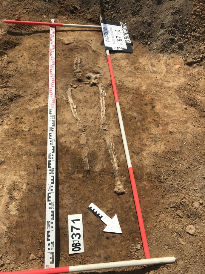 Znaleziony szkielet pozbawiony był czaszki i kości prawej nogi. Foto: SE