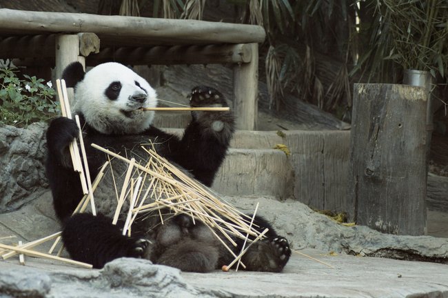 Grupa wycieczkowa pana Krzysztofa odwiedziła także chińskie zoo. Wszystkich najbardziej zaciekawiły pandy