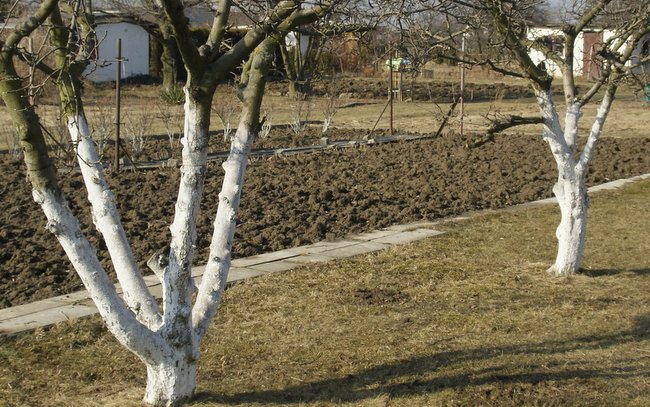Bielenie drzew to jeden z pierwszych wiosennych zabiegów na działce