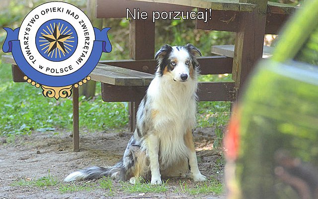 Plakat akcji „Nie porzucaj” Towarzystwa Opieki nad Zwierzętami w Polsce