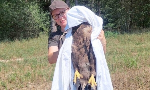 Bielik uratowany przez panią leśnik