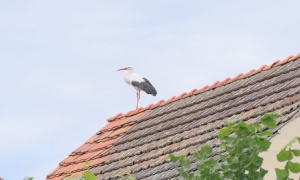 Powrót bocianów do Krzywiny
