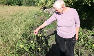 Zniszczono warzywniak starszego małżeństwa
