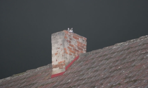 Trzy dni na dachu...