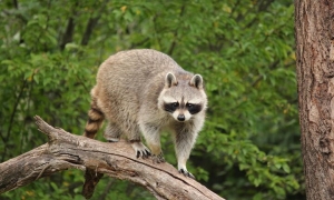 Z pozoru miłe, a tak naprawdę śmiertelnie niebezpieczne