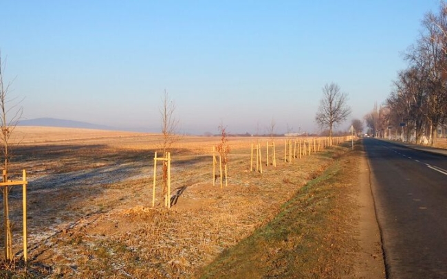 Ambrowce zamiast topoli