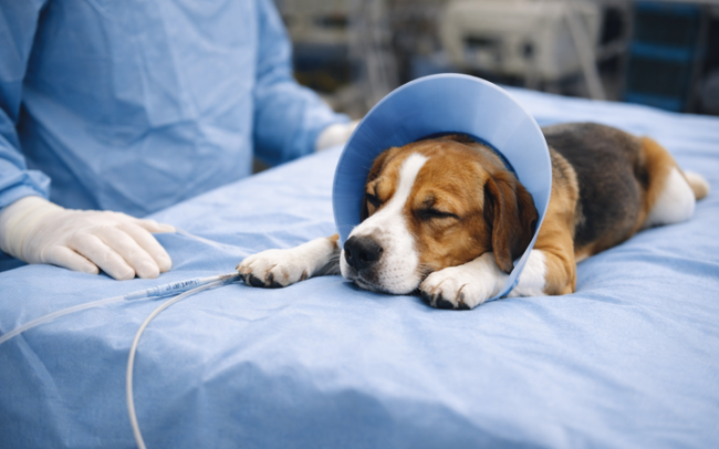 Gmina dofinansuje kastrację i sterylizację zwierząt. Na jakich zasadach?