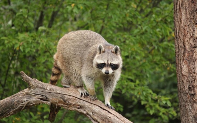 Z pozoru miłe, a tak naprawdę śmiertelnie niebezpieczne