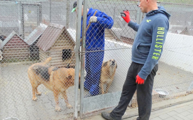 Skazani karmią czworonogi