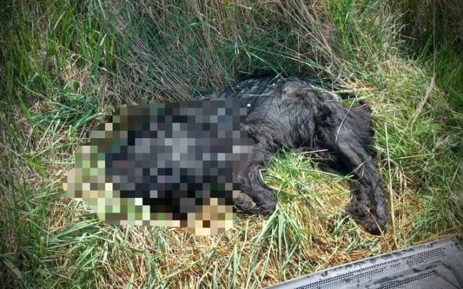 Sadyści zamęczyli psa