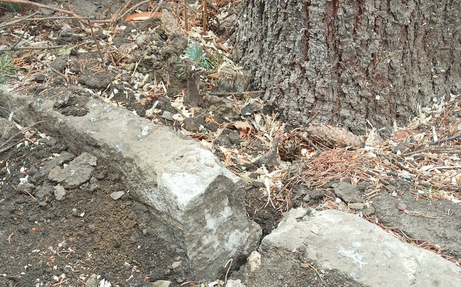Na skutek silnego wiatru, korzenie uszkodziły betonowy krawężnik