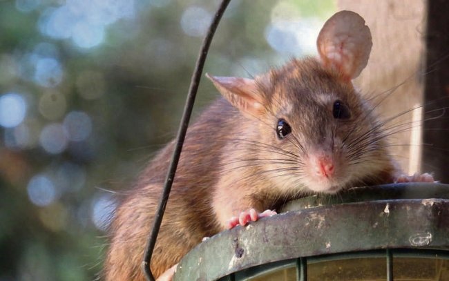 Szczury to często niewidoczne gryzonie, które jednak mogą wyrządzić znaczne szkody lub roznosić choroby