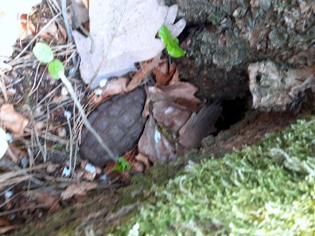 Tak wyglądał granat, który dziewięciolatka znalazła pod drzewem w lesie w okolicy Jutrzyny. Częściowo był przykryty liśćmi i – jak mówi dziewczynka – przypominał jeża…