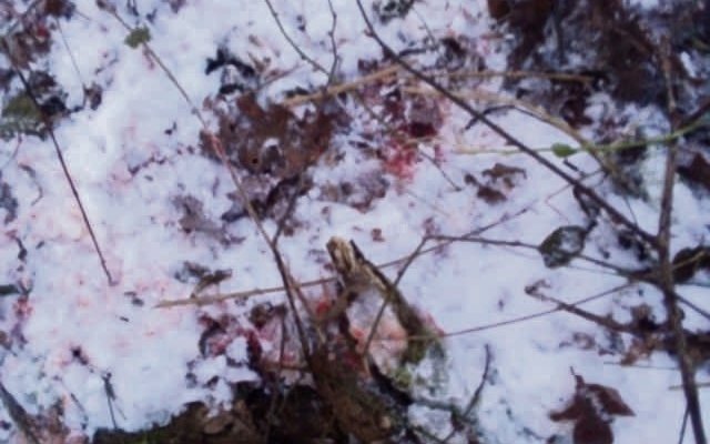 W lesie na śniegu pan Wiesław z synami odnalazł ślady krwi... Fot. W. Lejczak