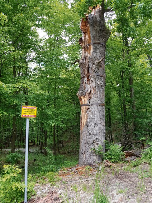 Gmina Strzelin, chcąc chronić pomnik przyrody, zamontowała na drzewie metalowe obręcze