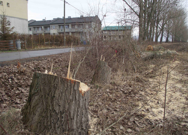 W Wiązowie na ul. Biskupickiej (w kierunku budynków socjalnych) zostanie wyciętych 28 drzew