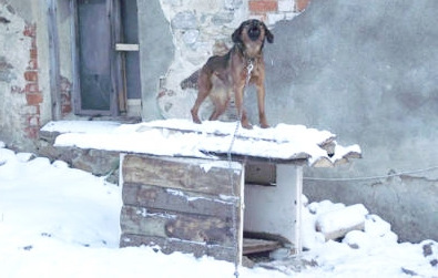 Właściciele psów powinni dbać, aby w okresie zimowym odpowiednio ocieplić budę swoim zwierzętom