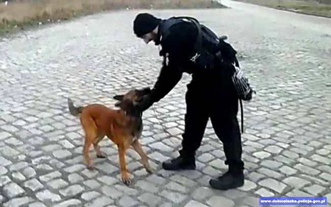 Policyjny pies Rambo rozpoczyna służbę w Strzelinie