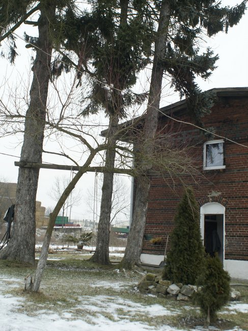Trzydziestometrowe sosny zagrażają budynkowi byłej stacji PKP w Przewornie