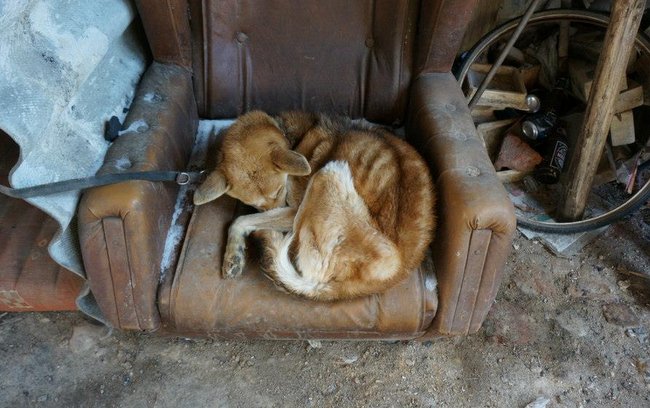 Gdy na interwencję przyjechali wolontariusze z Ekostraży we Wrocławiu, pies leżał na fotelu. Był wycieńczony i nie dawał oznak życia (zdj. udostępnione przez Ekostraż we Wrocławiu)