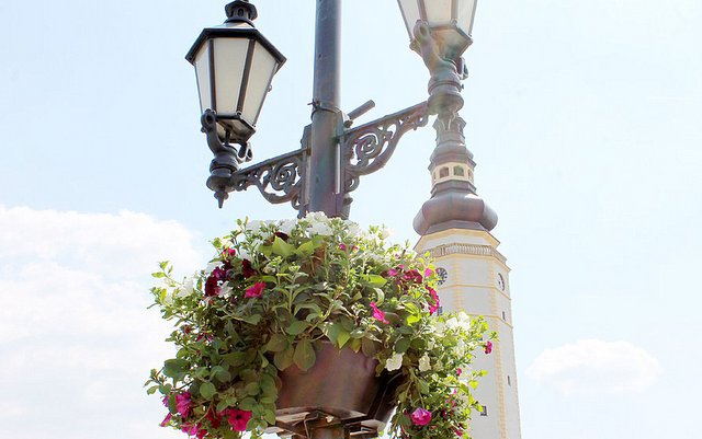Prawie czterdzieści kaskad kwiatowych pojawiło się na ulicach Strzelina