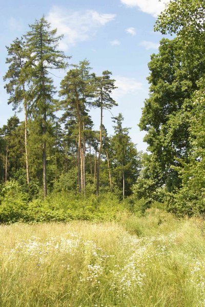 Jaką tajemnicę skrywa las opodal Zielonkowic