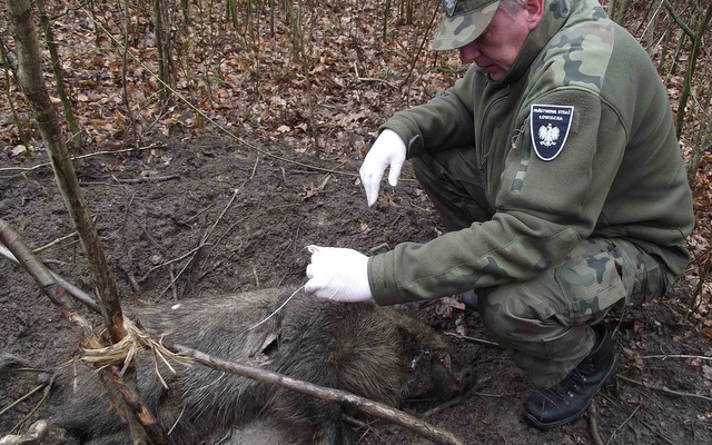 Państwowej Straży Łowieckiej we Wrocławiu nie udało się wykryć sprawcy, który zastawił wnyk w lesie w okolicach Wyszonowic. Teren pozostanie jednak pod baczną obserwacją