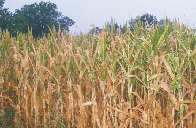 Wskutek suszy najbardziej ucierpiały uprawy kukurydzy