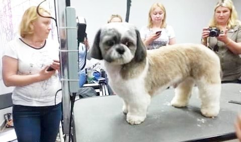 Kilkanaście dni temu w Strzelinie odbyło się szkolenie dla groomerów, czyli osób, które zajmują się strzyżeniem psów